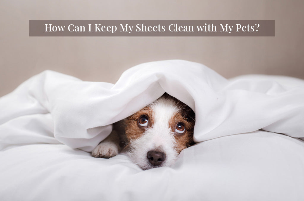 Cute dog peeking from under white Pizuna sheets, illustrating tips for keeping bedding clean with pets